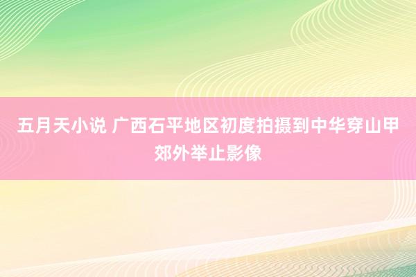 五月天小说 广西石平地区初度拍摄到中华穿山甲郊外举止影像